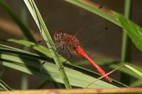 Sympetrum sanguineum