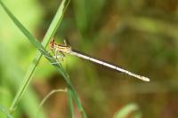 Platycnemis pennipes