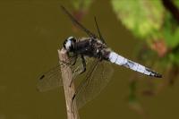 Libellula fulva