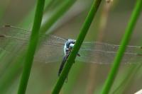 Orthetrum brunneum