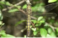 Orthetrum cancellatum