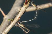 Chalcolestes viridis