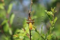 Libellula depressa