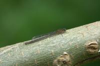Ischnura elegans