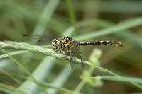Onychogomphus forcipatus