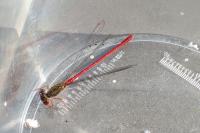 Ceriagrion tenellum