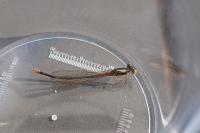 Ceriagrion tenellum