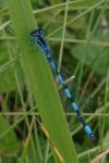 Coenagrion mercuriale
