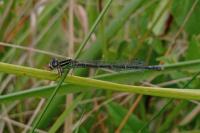 Coenagrion mercuriale