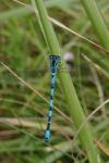 Coenagrion mercuriale