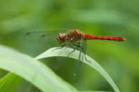 Sympetrum sanguineum