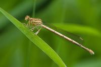 Platycnemis pennipes