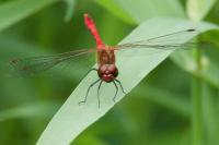 Sympetrum sanguineum