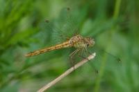 Sympetrum meridionale