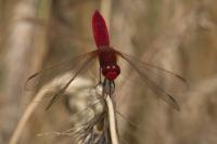 Crocothemis erythraea