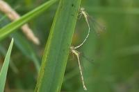 Lestes barbarus