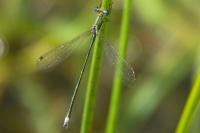 Lestes virens