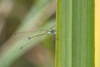 Lestes virens