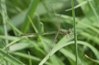 Lestes barbarus