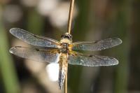 Libellula quadrimaculata