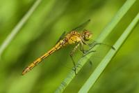 Sympetrum meridionale