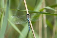 Aeshna affinis