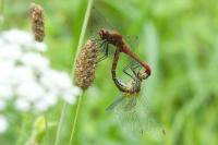 Sympetrum sanguineum