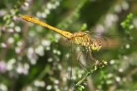 Sympetrum meridionale