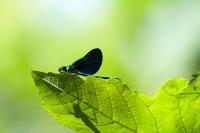 Calopteryx virgo
