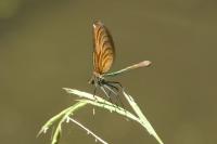 Calopteryx virgo