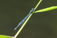 Erythromma lindenii