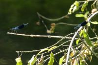 Calopteryx splendens