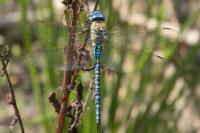 Aeshna affinis