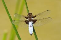 Libellula depressa
