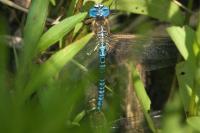Aeshna affinis
