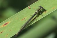 Ischnura elegans