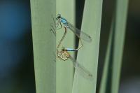 Ischnura elegans