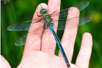 Anax imperator