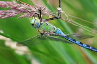 Anax imperator