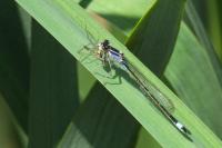 Ischnura elegans