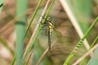 Brachytron pratense