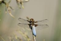 Libellula depressa