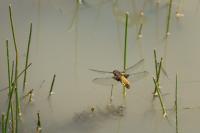 Libellula depressa