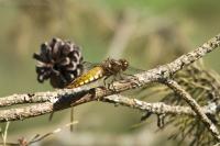 Libellula depressa
