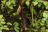 Pyrrhosoma nymphula