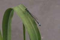 Ischnura elegans