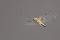 Libellula quadrimaculata