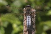 Libellula fulva