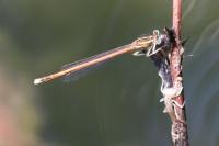Platycnemis acutipennis
