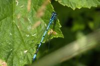 Coenagrion puella